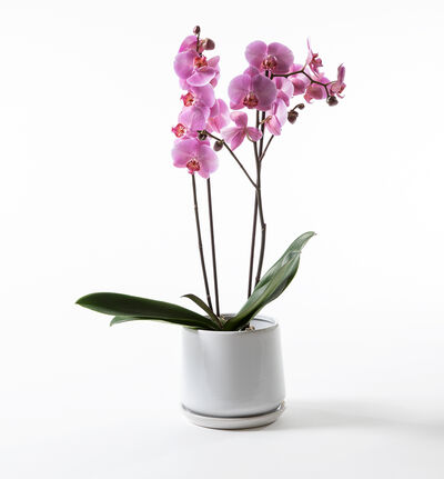 Lilla to-grenet orkidé i potte